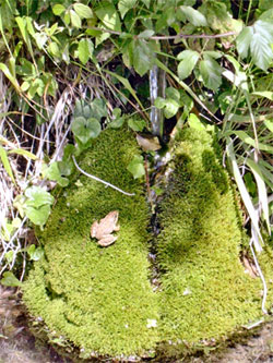 The frog on the mossy stone of the spring